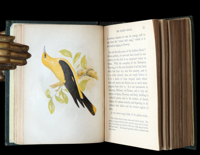 1857 Rare Ornithology Book ~ Our Native Songsters Illustrated by Anne Pratt