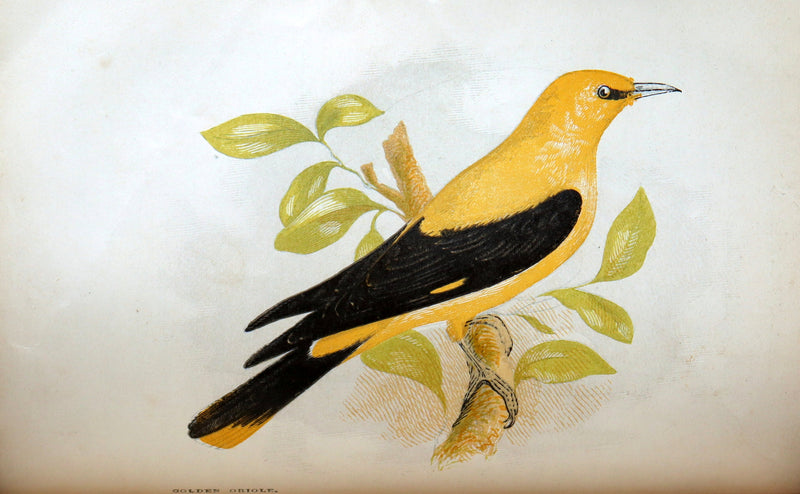 1857 Rare Ornithology Book ~ Our Native Songsters Illustrated by Anne Pratt