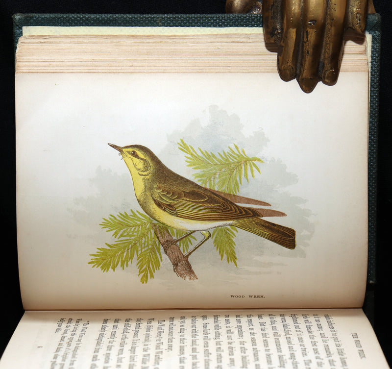 1857 Rare Ornithology Book ~ Our Native Songsters Illustrated by Anne Pratt