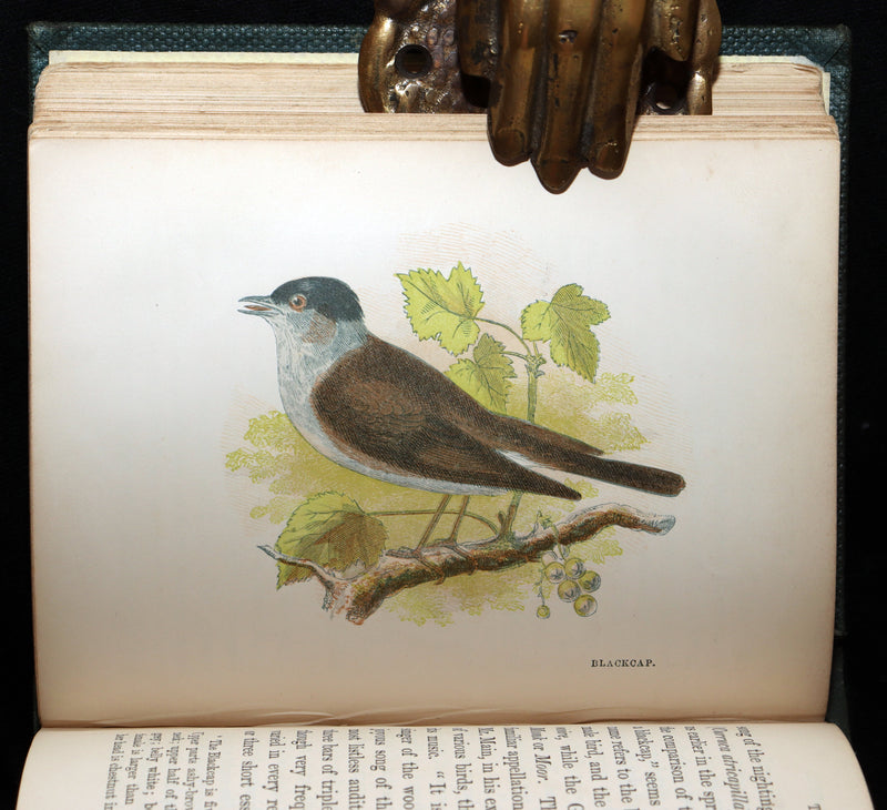 1857 Rare Ornithology Book ~ Our Native Songsters Illustrated by Anne Pratt