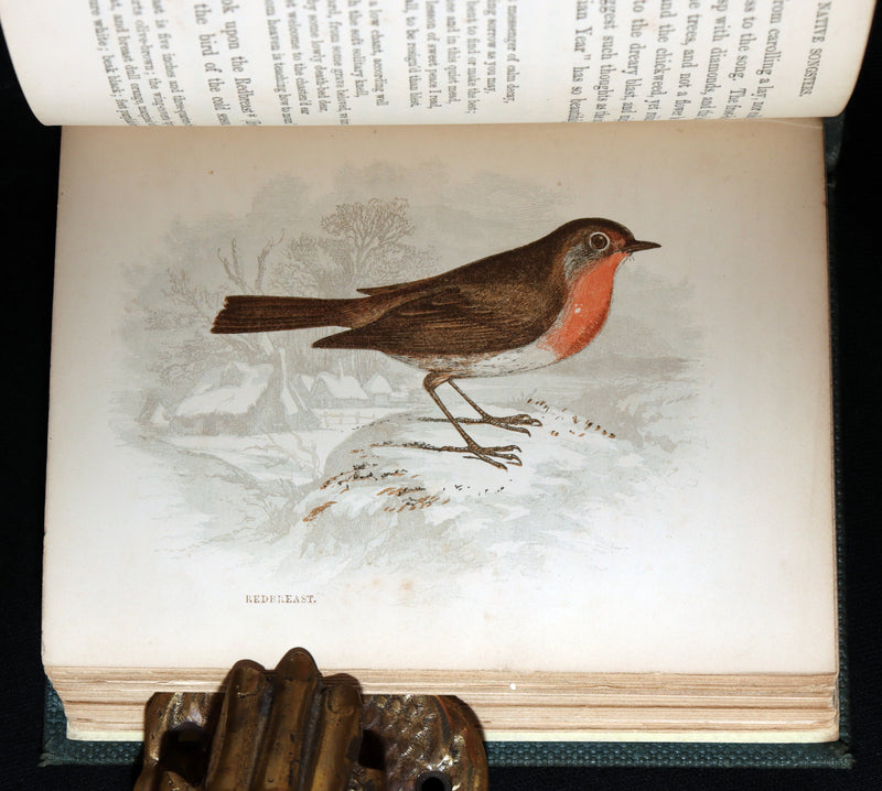 1857 Rare Ornithology Book ~ Our Native Songsters Illustrated by Anne Pratt