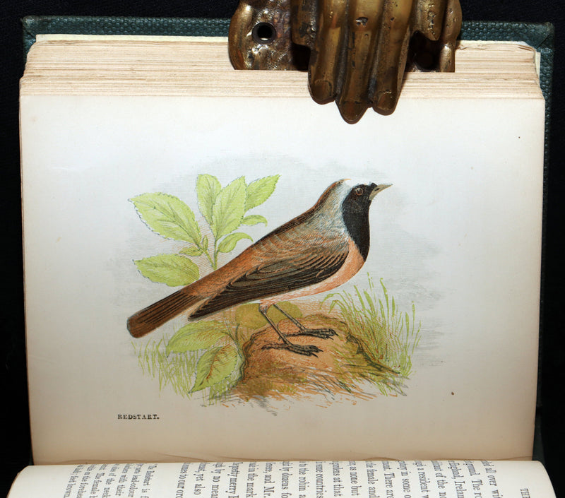 1857 Rare Ornithology Book ~ Our Native Songsters Illustrated by Anne Pratt
