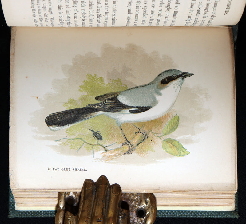 1857 Rare Ornithology Book ~ Our Native Songsters Illustrated by Anne Pratt