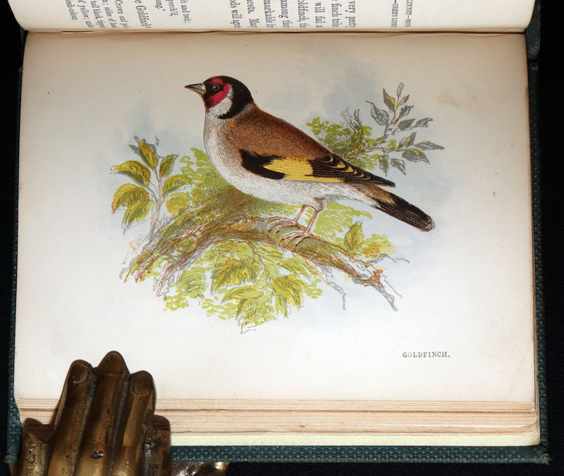 1857 Rare Ornithology Book ~ Our Native Songsters Illustrated by Anne Pratt