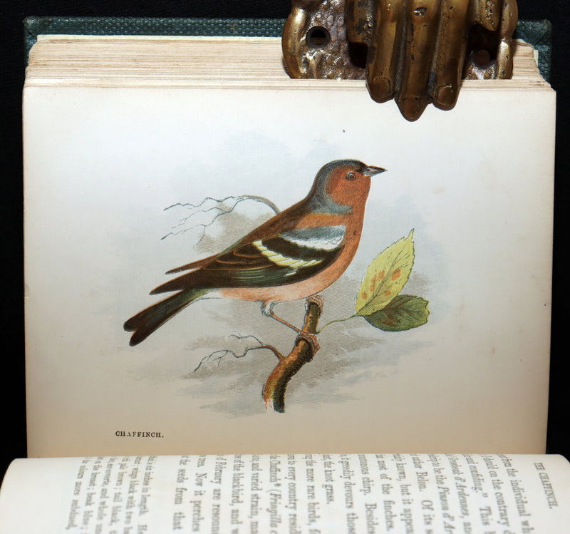 1857 Rare Ornithology Book ~ Our Native Songsters Illustrated by Anne Pratt