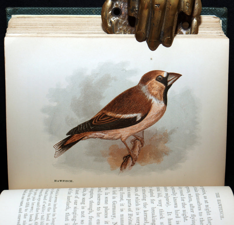 1857 Rare Ornithology Book ~ Our Native Songsters Illustrated by Anne Pratt