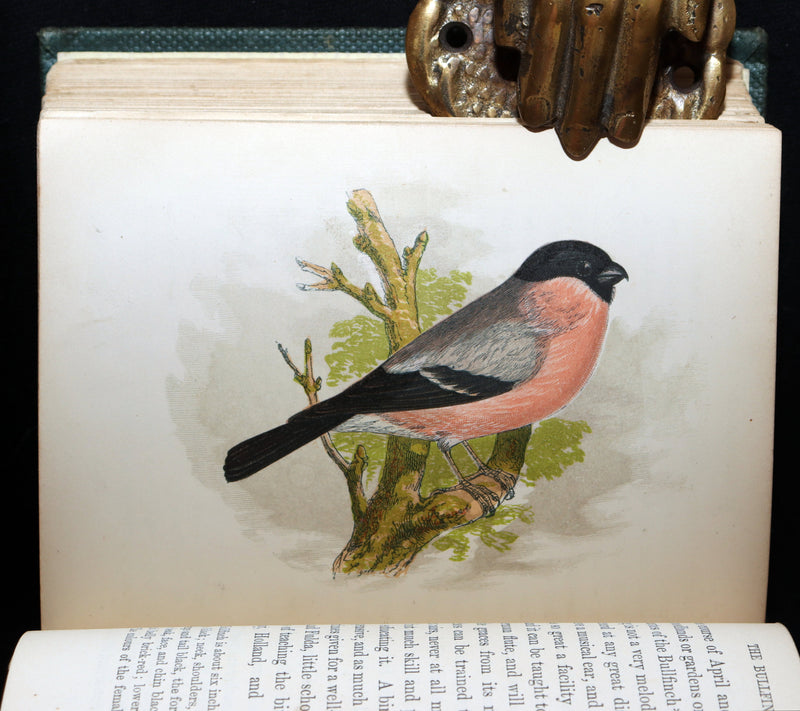 1857 Rare Ornithology Book ~ Our Native Songsters Illustrated by Anne Pratt