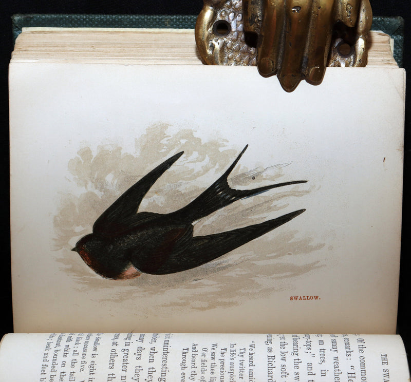 1857 Rare Ornithology Book ~ Our Native Songsters Illustrated by Anne Pratt