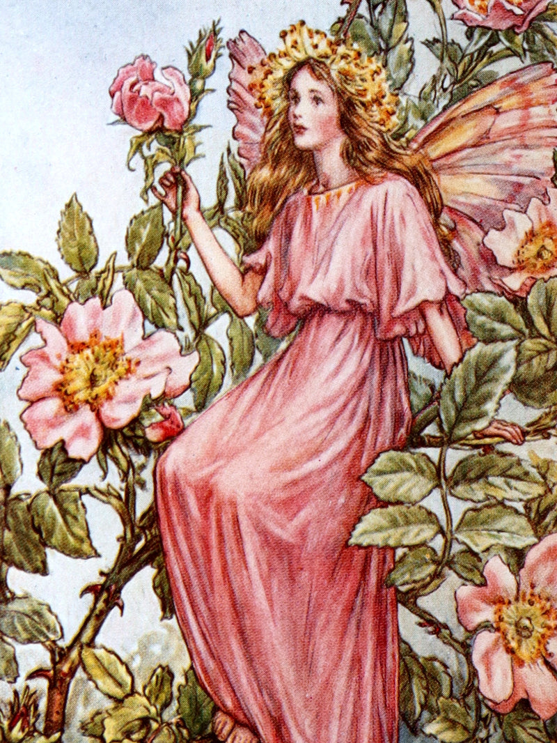 1930 Rare Book - Flower Fairies of the Summer illustrated by Cicely Mary Barker