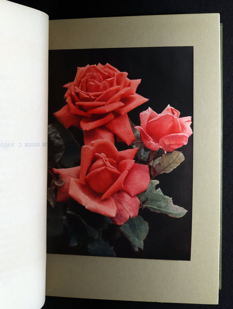 1913 Scarce First Edition - The Rose Book by H.H. Thomas, Illustrated