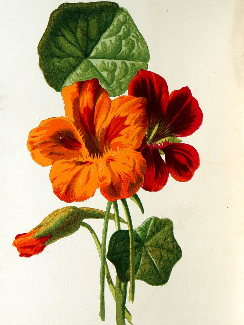 1890 Rare Book - Familiar Garden Flowers Illustrated by F. Edward Hulme