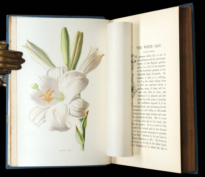 1890 Rare Book - Familiar Garden Flowers Illustrated by F. Edward Hulme