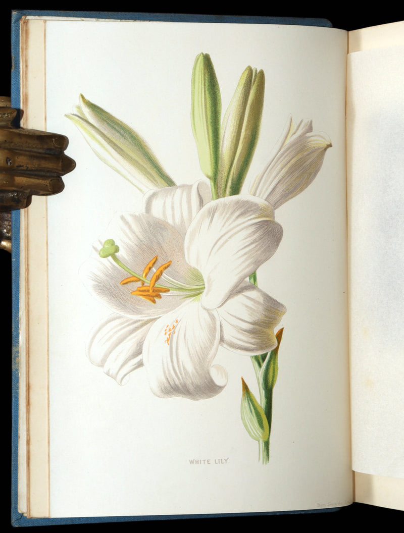 1890 Rare Book - Familiar Garden Flowers Illustrated by F. Edward Hulme