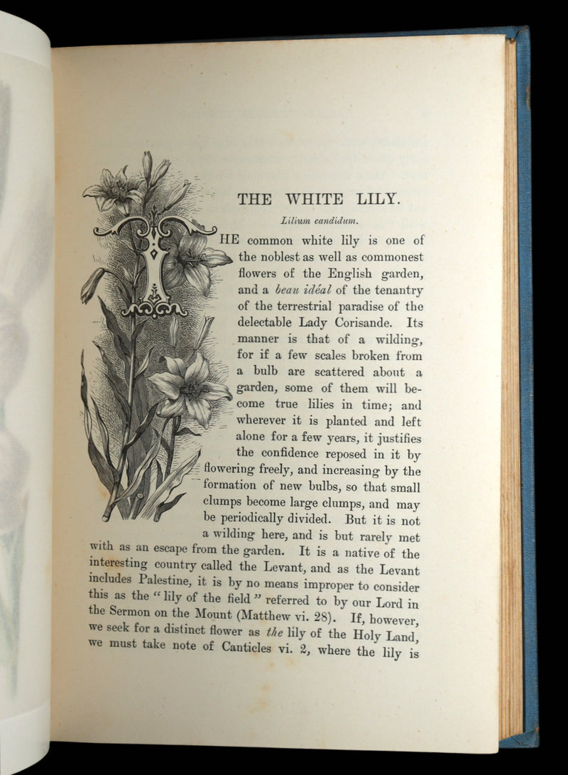 1890 Rare Book - Familiar Garden Flowers Illustrated by F. Edward Hulme