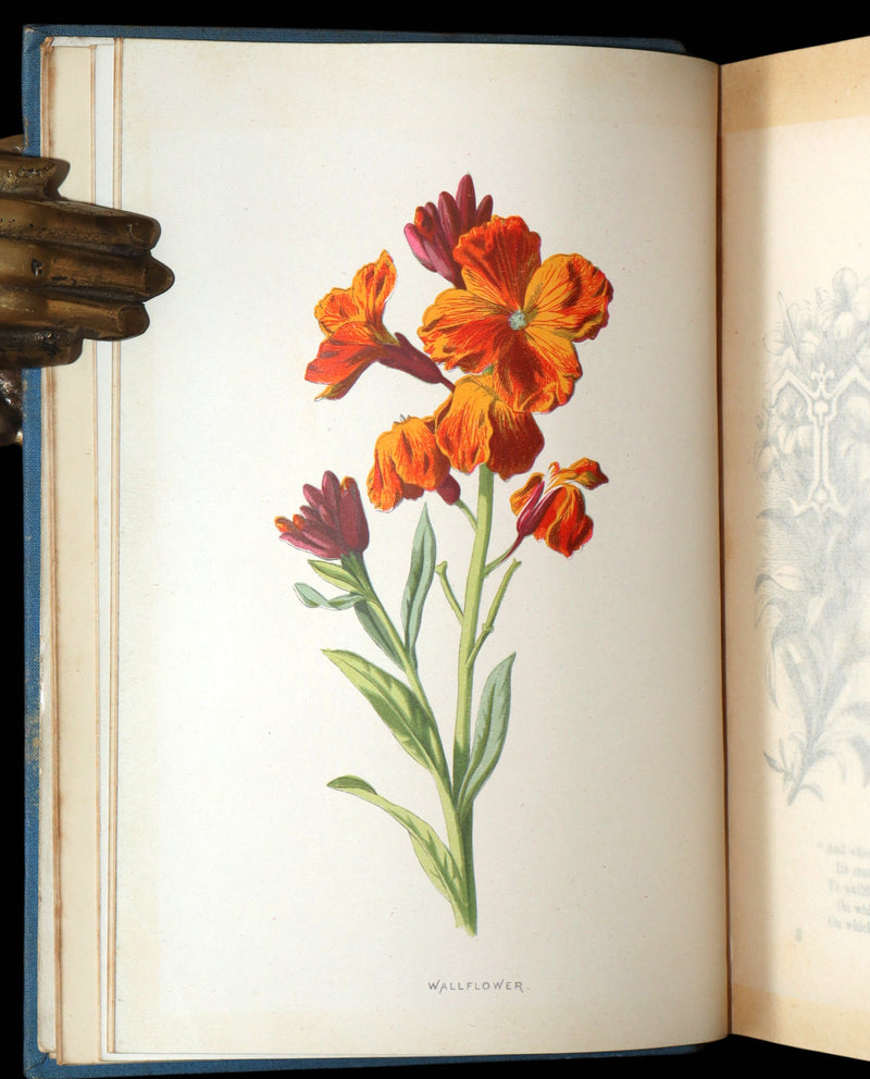 1890 Rare Book - Familiar Garden Flowers Illustrated by F. Edward Hulme
