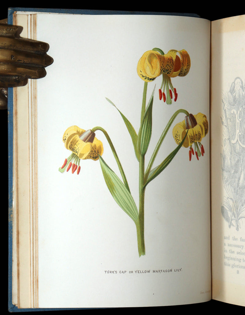 1890 Rare Book - Familiar Garden Flowers Illustrated by F. Edward Hulme