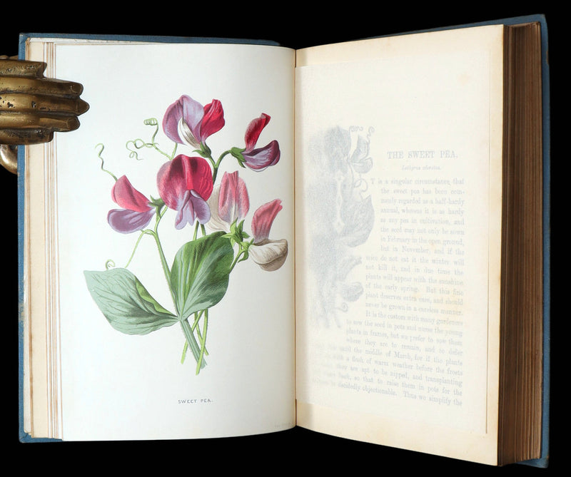 1890 Rare Book - Familiar Garden Flowers Illustrated by F. Edward Hulme