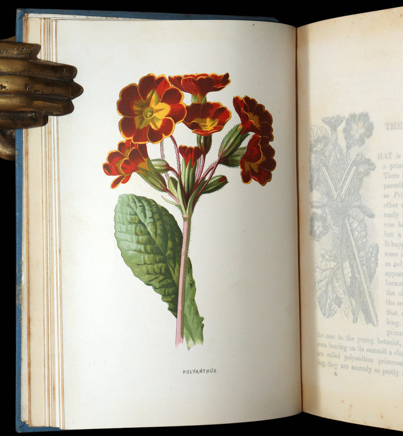 1890 Rare Book - Familiar Garden Flowers Illustrated by F. Edward Hulme