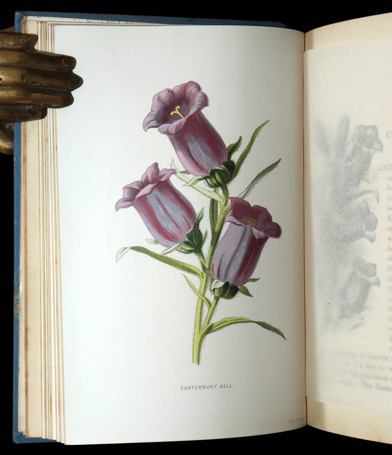 1890 Rare Book - Familiar Garden Flowers Illustrated by F. Edward Hulme