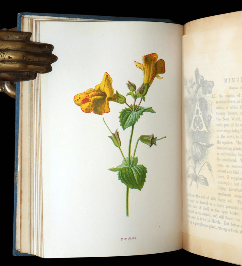 1890 Rare Book - Familiar Garden Flowers Illustrated by F. Edward Hulme