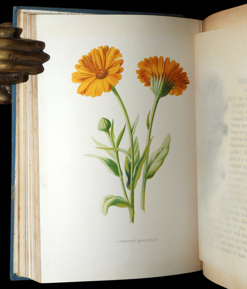 1890 Rare Book - Familiar Garden Flowers Illustrated by F. Edward Hulme