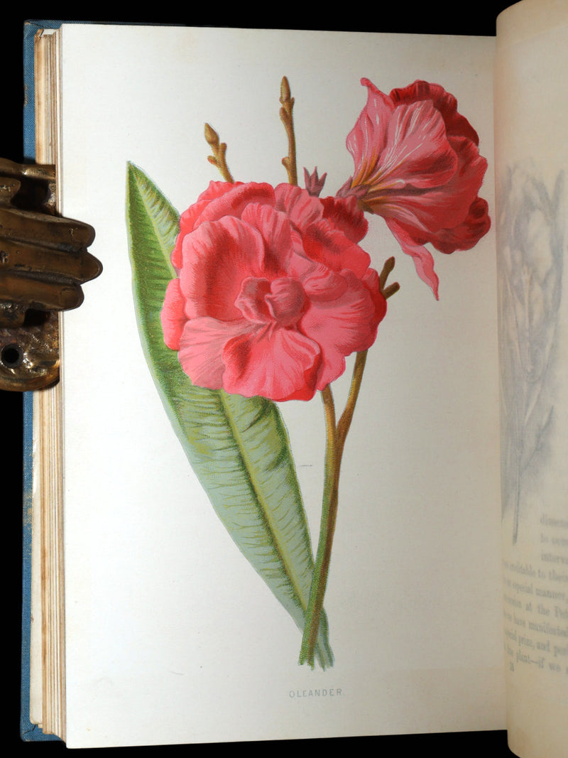 1890 Rare Book - Familiar Garden Flowers Illustrated by F. Edward Hulme