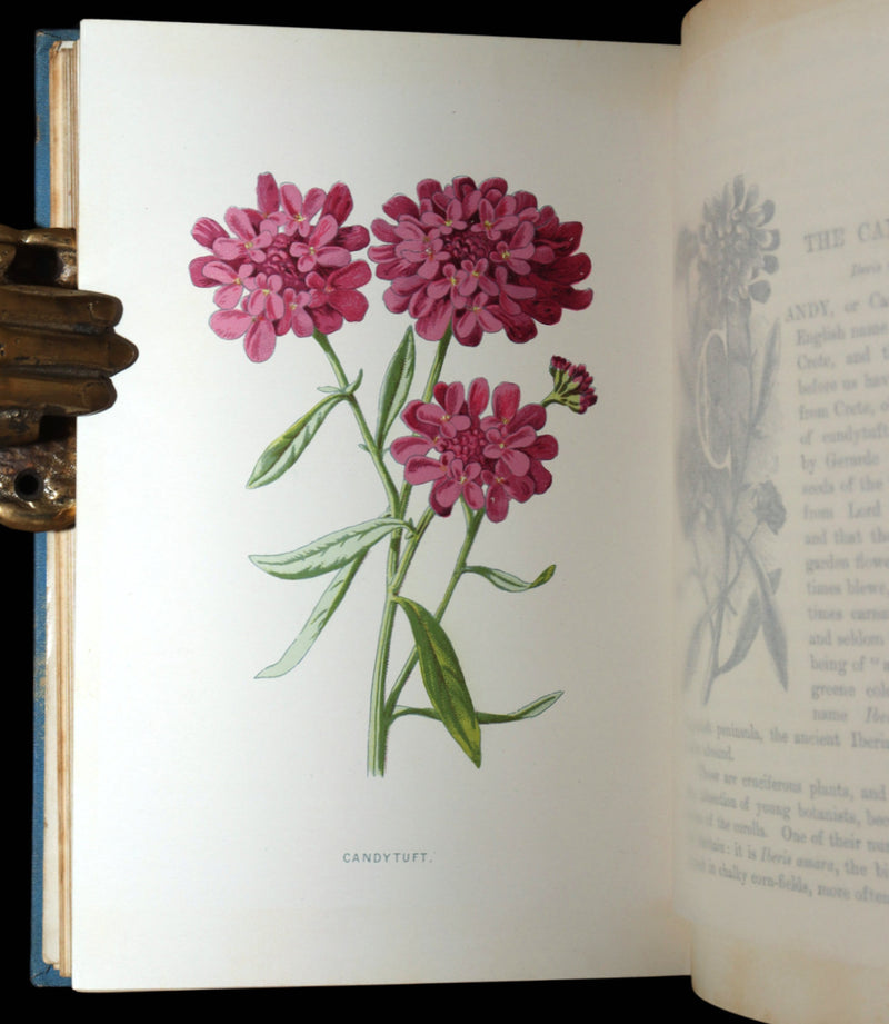 1890 Rare Book - Familiar Garden Flowers Illustrated by F. Edward Hulme