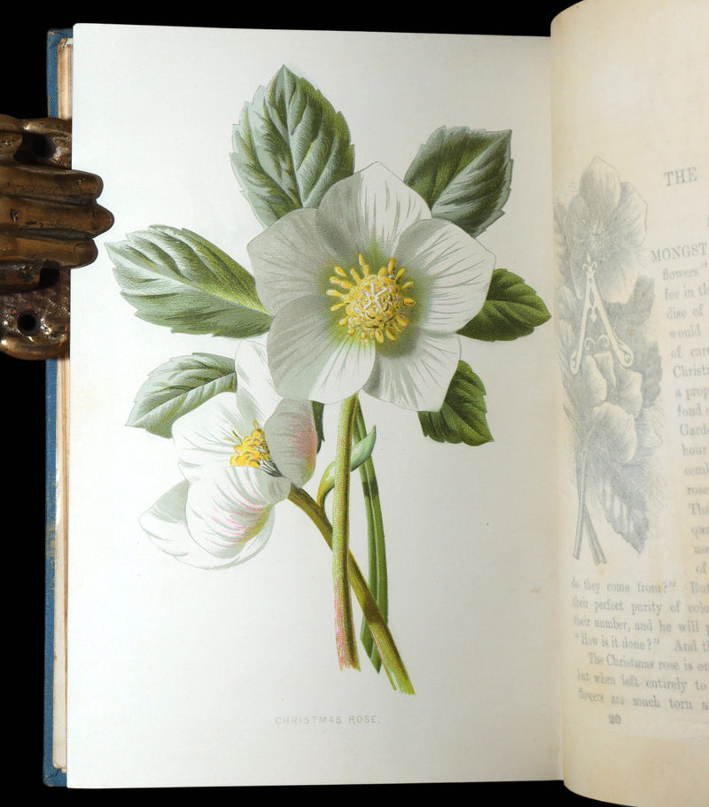 1890 Rare Book - Familiar Garden Flowers Illustrated by F. Edward Hulme