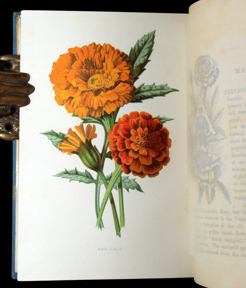 1890 Rare Book - Familiar Garden Flowers Illustrated by F. Edward Hulme