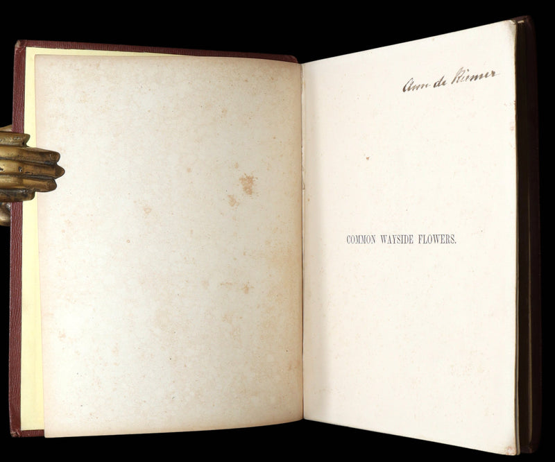 1860 First Edition - Common Wayside Flowers Illustrated by Myles Birket Foster