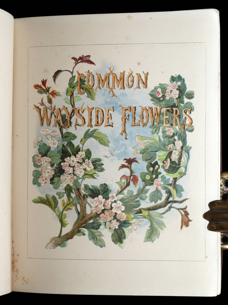 1860 First Edition - Common Wayside Flowers Illustrated by Myles Birket Foster