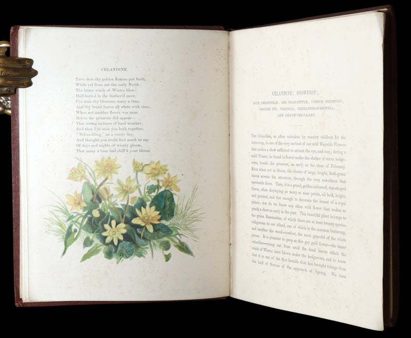 1860 First Edition - Common Wayside Flowers Illustrated by Myles Birket Foster