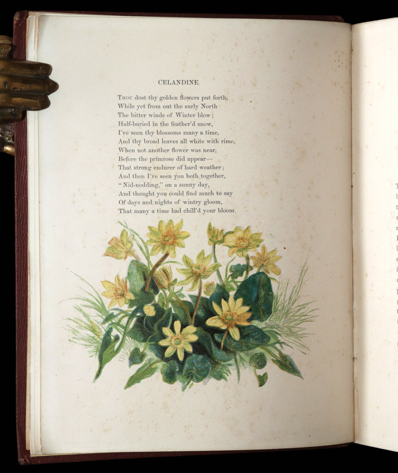 1860 First Edition - Common Wayside Flowers Illustrated by Myles Birket Foster