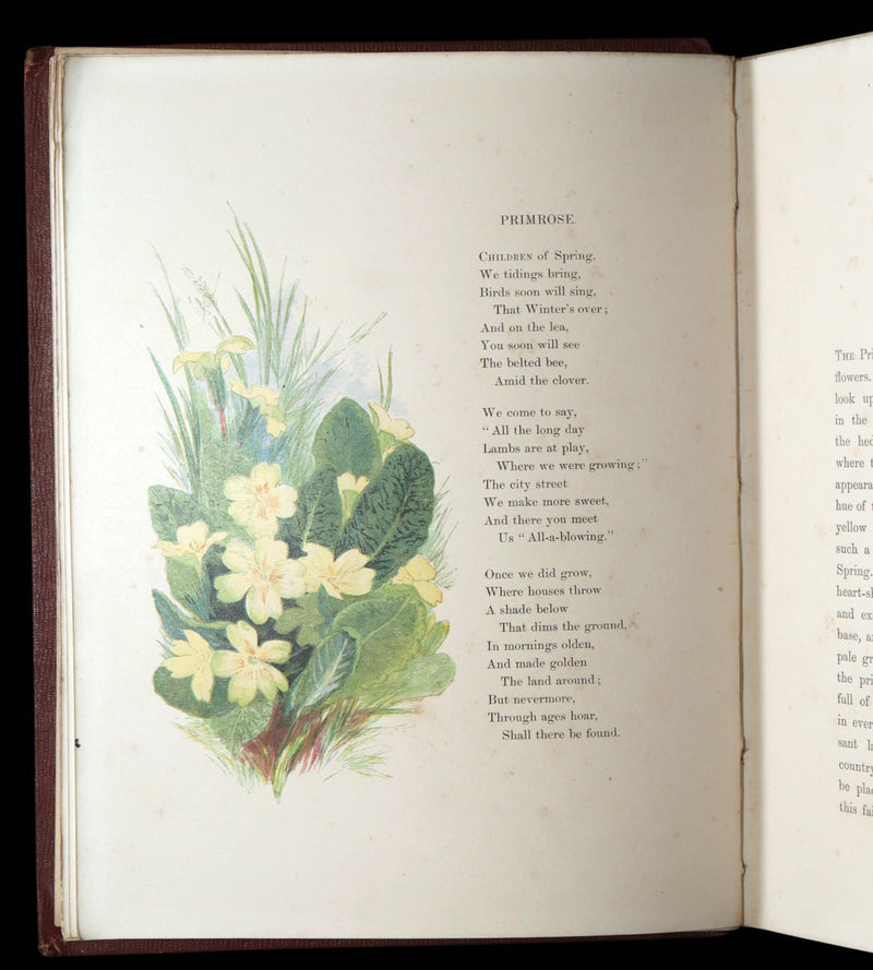 1860 First Edition - Common Wayside Flowers Illustrated by Myles Birket Foster
