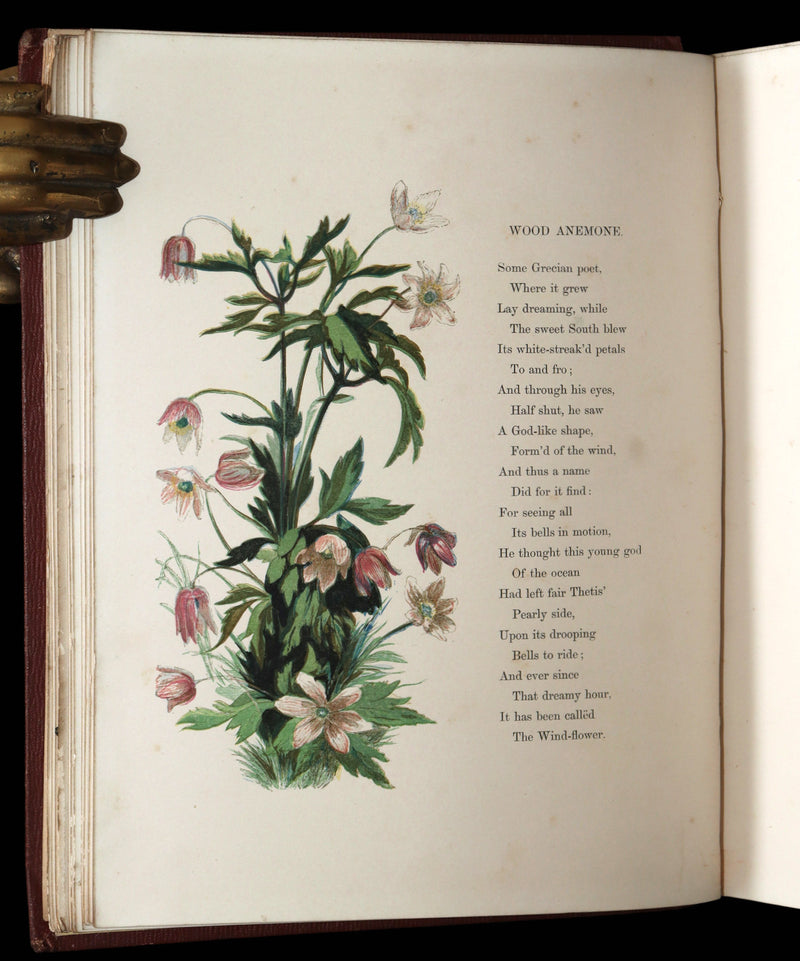 1860 First Edition - Common Wayside Flowers Illustrated by Myles Birket Foster