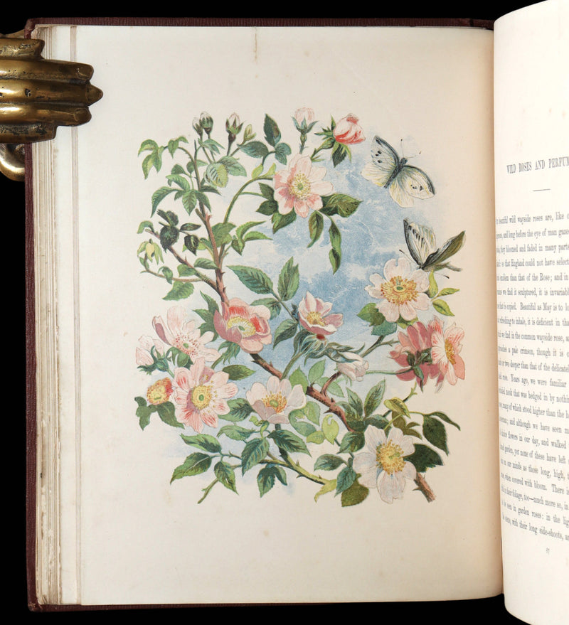 1860 First Edition - Common Wayside Flowers Illustrated by Myles Birket Foster