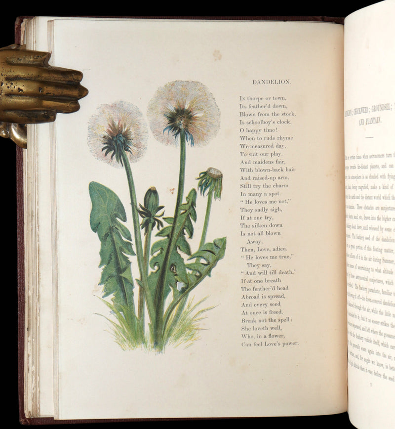 1860 First Edition - Common Wayside Flowers Illustrated by Myles Birket Foster