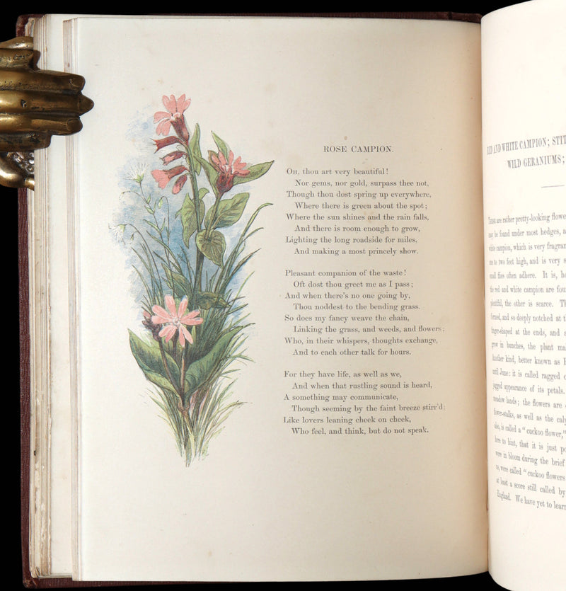 1860 First Edition - Common Wayside Flowers Illustrated by Myles Birket Foster