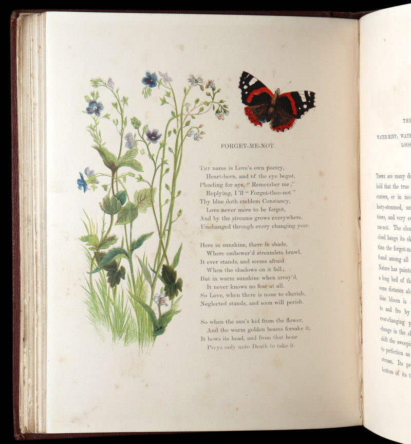 1860 First Edition - Common Wayside Flowers Illustrated by Myles Birket Foster