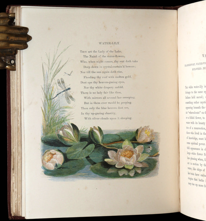 1860 First Edition - Common Wayside Flowers Illustrated by Myles Birket Foster