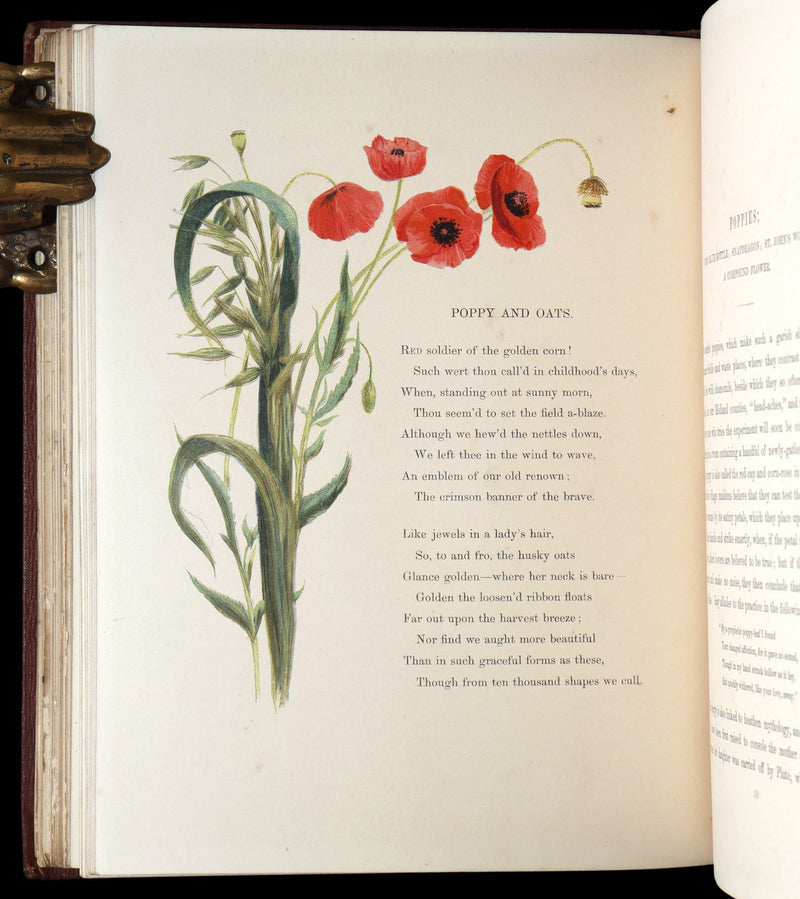 1860 First Edition - Common Wayside Flowers Illustrated by Myles Birket Foster