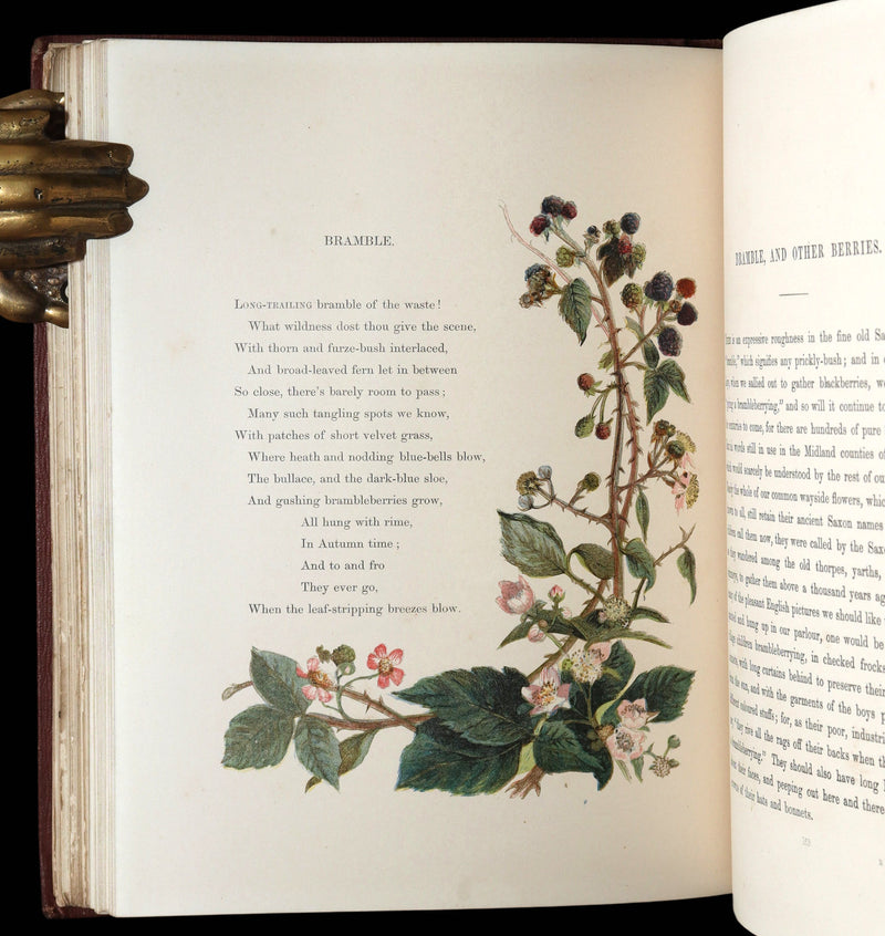 1860 First Edition - Common Wayside Flowers Illustrated by Myles Birket Foster