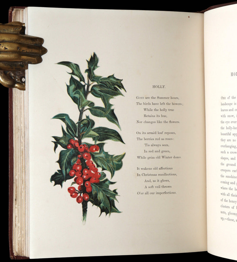 1860 First Edition - Common Wayside Flowers Illustrated by Myles Birket Foster