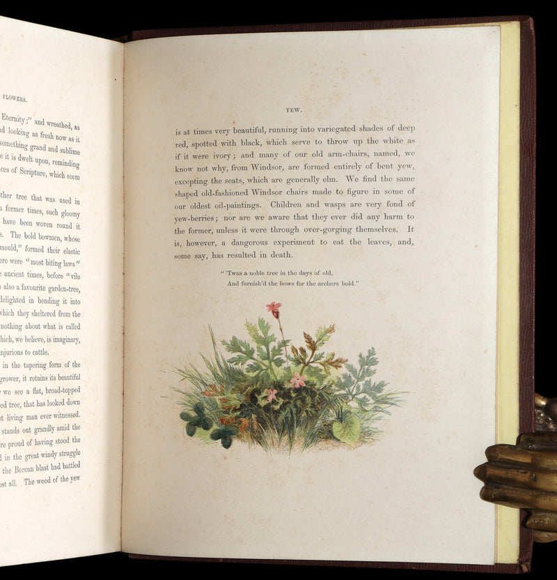 1860 First Edition - Common Wayside Flowers Illustrated by Myles Birket Foster