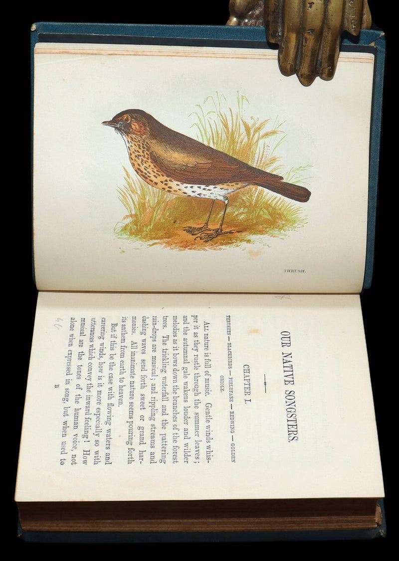 1882 Rare Ornithology Book ~ Our Native Songsters, Illustrated by Anne Pratt