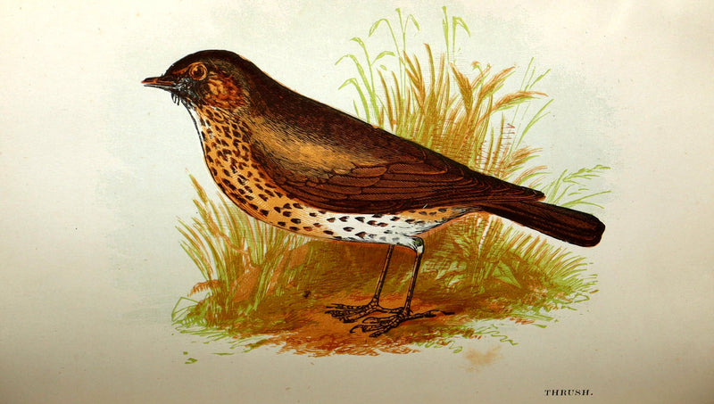 1882 Rare Ornithology Book ~ Our Native Songsters, Illustrated by Anne Pratt