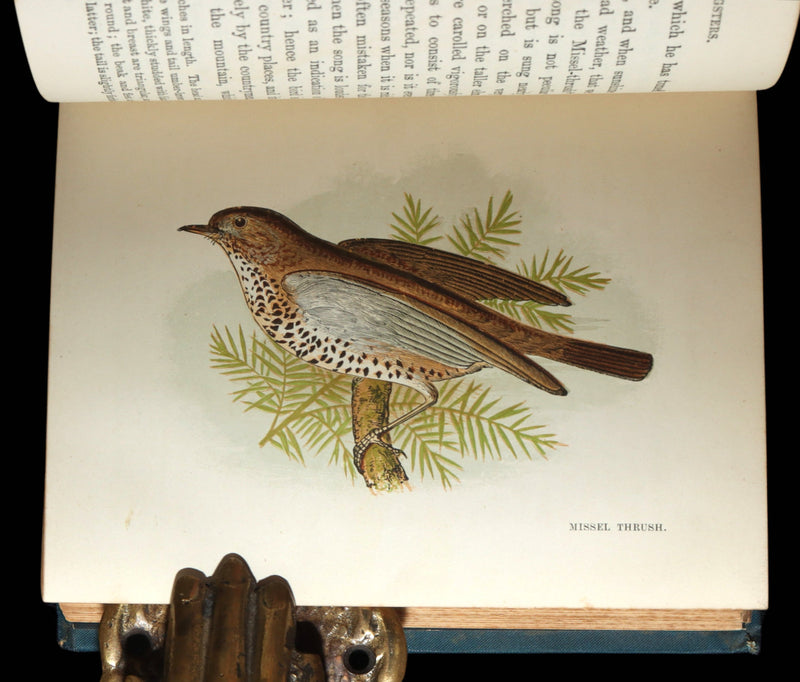 1882 Rare Ornithology Book ~ Our Native Songsters, Illustrated by Anne Pratt