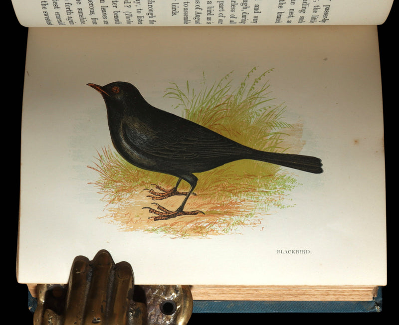 1882 Rare Ornithology Book ~ Our Native Songsters, Illustrated by Anne Pratt