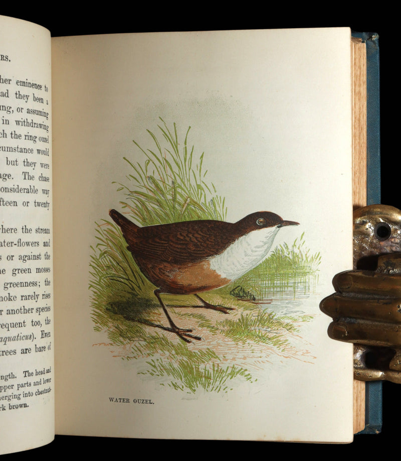 1882 Rare Ornithology Book ~ Our Native Songsters, Illustrated by Anne Pratt