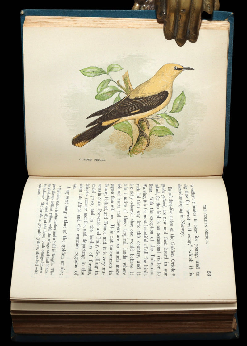1882 Rare Ornithology Book ~ Our Native Songsters, Illustrated by Anne Pratt